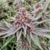 Tropical Cherry